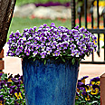 Viola! (and) veggies named 2009 All-America Selections