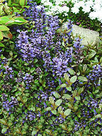 ‘Chocolate Chip’ bugleweed ‘Chocolate Chip’ bugleweed