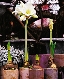 Center stage — Amaryllis growth stages from bulb to flower. (Photos courtesy Netherlands Flower Bulb Information Center) Center stage — Amaryllis growth stages from bulb to flower. (Photos courtesy Netherlands Flower Bulb Information Center)