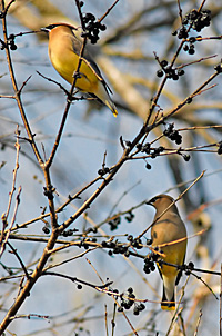 Native combo — Cedar waxwings dine on black chokeberry fruit in winter. © Fotolia Native combo — Cedar waxwings dine on black chokeberry fruit in winter. © Fotolia