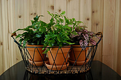 Therapeutic growth — Study shows potted plants or flowers boost post-operative healing. © iStockphoto Therapeutic growth — Study shows potted plants or flowers boost post-operative healing. © iStockphoto
