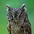 Eastern Screech Owl