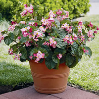 Babywing pink begonia (Photo courtesy Proven Winners) Babywing pink begonia (Photo courtesy Proven Winners)
