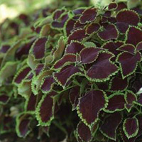 Chocolate Mint coleus (Photo courtesy Simply Beautiful Plants) Chocolate Mint coleus (Photo courtesy Simply Beautiful Plants)