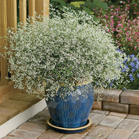 Diamond Frost euphorbia (Photo courtesy Proven Winners) Diamond Frost euphorbia (Photo courtesy Proven Winners)