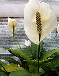 Bloomin’ easy — Peace lily helps clean the air while beautifying the room. © Fotolia Bloomin’ easy — Peace lily helps clean the air while beautifying the room. © Fotolia