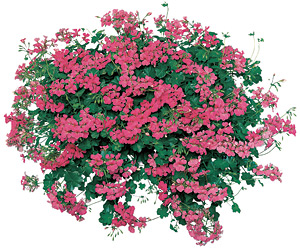 Summer cooler - Vining geraniums, such as Pink Blizzard, thrive in hanging baskets. (Photo courtesy Fischer USA) Summer cooler - Vining geraniums, such as Pink Blizzard, thrive in hanging baskets. (Photo courtesy Fischer USA)