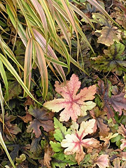 Fall color — ‘Aureola’ Japanese forest grass late-season hue blends nicely with the autumn color of a foam flower (Tiarella) ‘Crow Feather.’ © Photo courtesy Walters Gardens Fall color — ‘Aureola’ Japanese forest grass late-season hue blends nicely with the autumn color of a foam flower (Tiarella) ‘Crow Feather.’ © Photo courtesy Walters Gardens