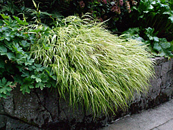 Gentle cascade - Japanese forest grass softens the edge of a sidewalk or wall while brightening a shady spot. Gentle cascade - Japanese forest grass softens the edge of a sidewalk or wall while brightening a shady spot.