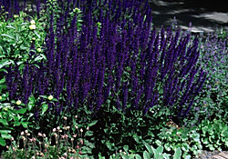 Flower on — ‘Mainacht’ or May Night salvia blooms throughout the summer in a sunny garden. (Photo courtesy Bailey Nurseries ) Flower on — ‘Mainacht’ or May Night salvia blooms throughout the summer in a sunny garden. (Photo courtesy Bailey Nurseries )