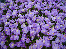 Floral carpet — Purple mazus forms a tight, green mat that sports lavender-blue flowers in early summer. © Photos courtesy Stepables Floral carpet — Purple mazus forms a tight, green mat that sports lavender-blue flowers in early summer. © Photos courtesy Stepables
