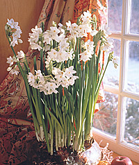 Fragrant blooms — Easy-to-grow paperwhites perfume the room. (Photos courtesy Netherlands Flower Bulb Information Center) Fragrant blooms — Easy-to-grow paperwhites perfume the room. (Photos courtesy Netherlands Flower Bulb Information Center)