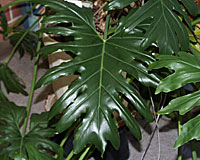 Split-leaf philodendron (Photo courtesy North Dakota State University) Split-leaf philodendron (Photo courtesy North Dakota State University)