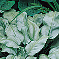 silver plants