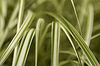 Spider plant © Fotolia Spider plant © Fotolia