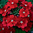 New plants earn high marks in summer garden trials 