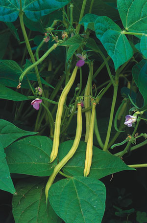 Green beans are easy to grow from seed. (Photo courtesy National Garden Bureau) Green beans are easy to grow from seed. (Photo courtesy National Garden Bureau)
