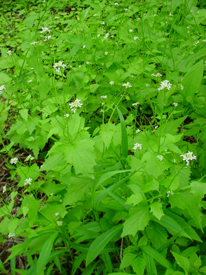 Closeup of garlic mustard flower © Lynn Jenkins